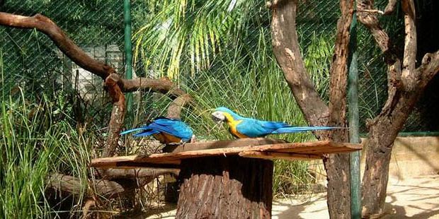 8 casela mauritius park